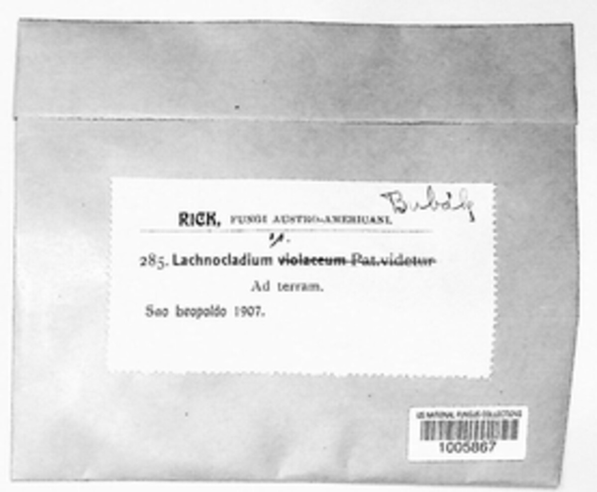 Lachnocladium image